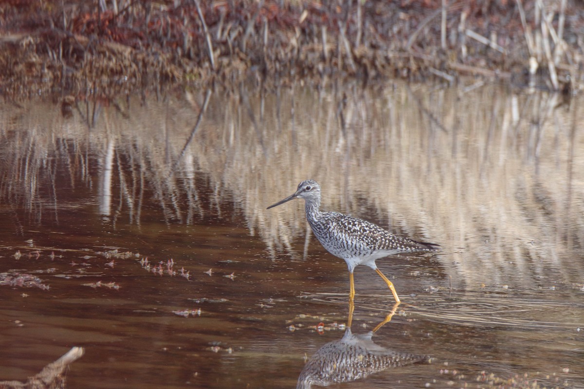 Greater Yellowlegs - ML618467075