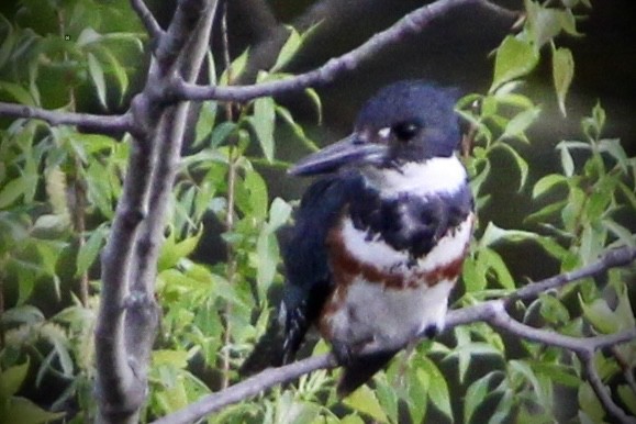 Belted Kingfisher - ML618467080