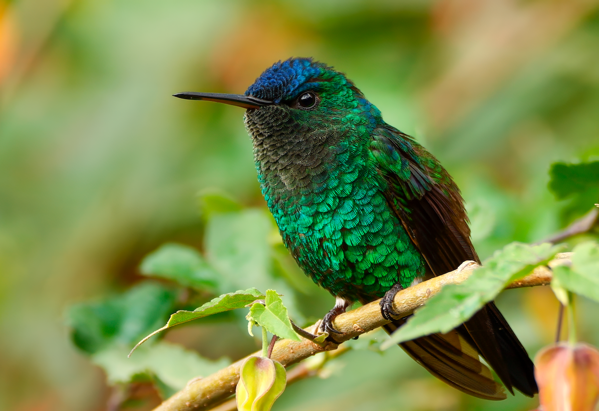 Indigo-capped Hummingbird - Mike Melton