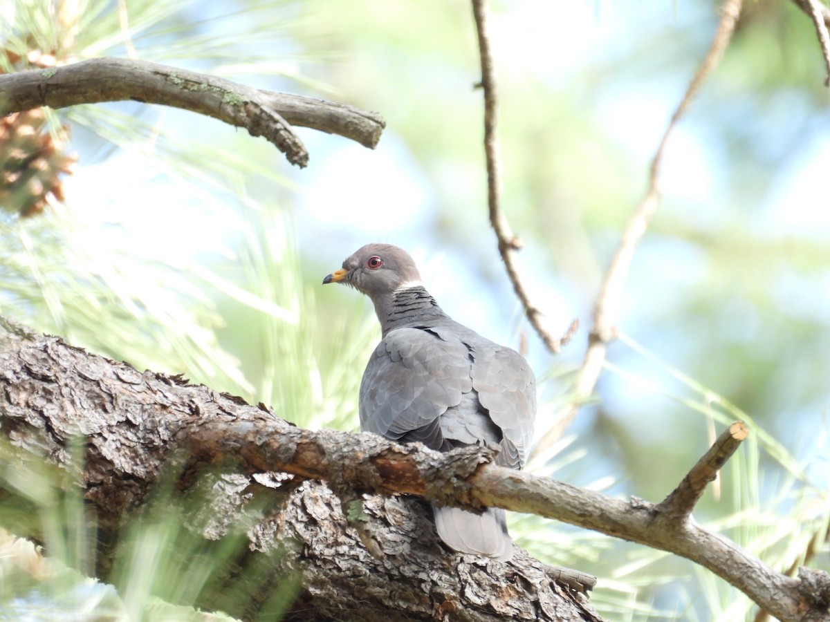 Band-tailed Pigeon - Tonie Hansen