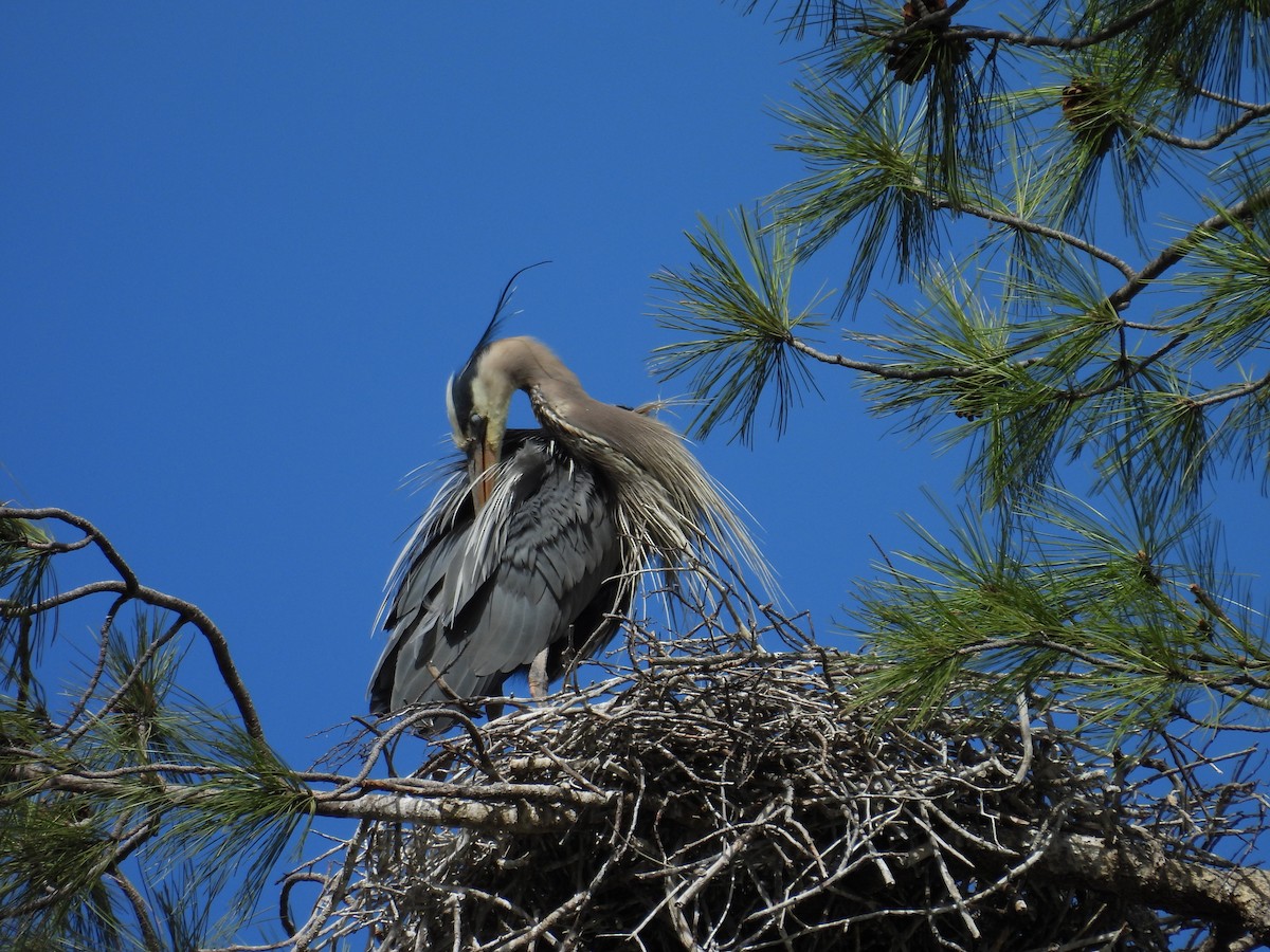 Great Blue Heron - ML618467095