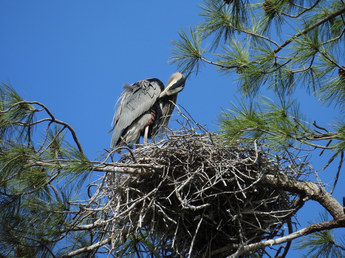 Great Blue Heron - ML618467096