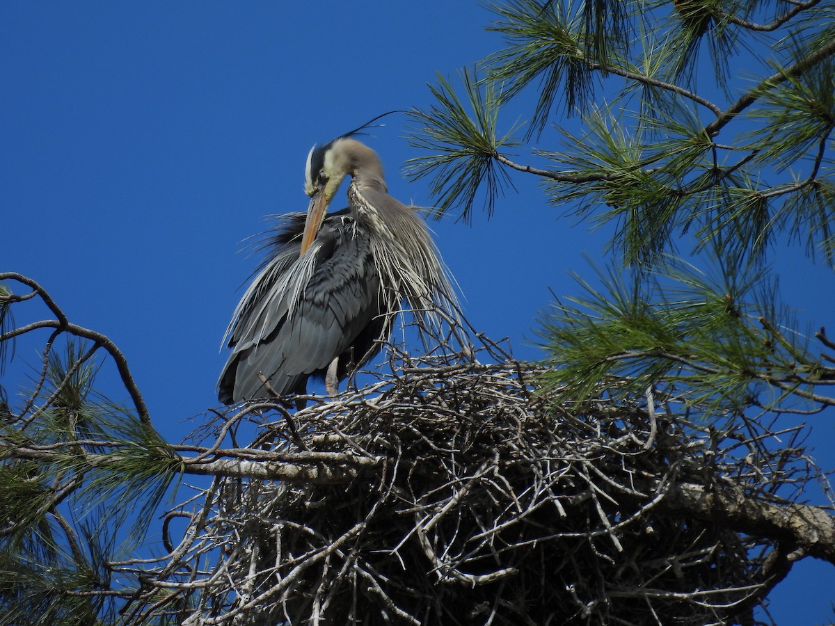 Great Blue Heron - Tonie Hansen