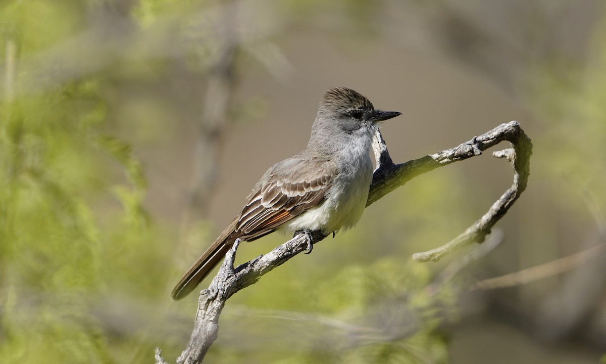 Ash-throated Flycatcher - Katie Volz