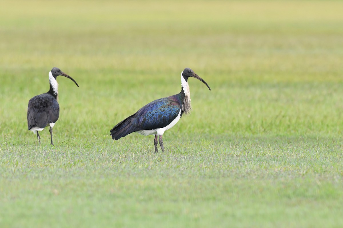 Straw-necked Ibis - Nathan  Ruser