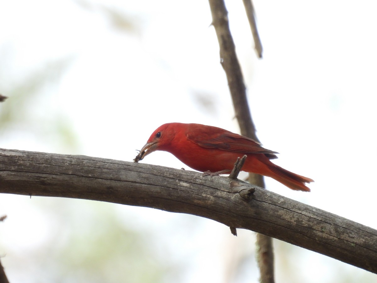 Summer Tanager - Tonie Hansen