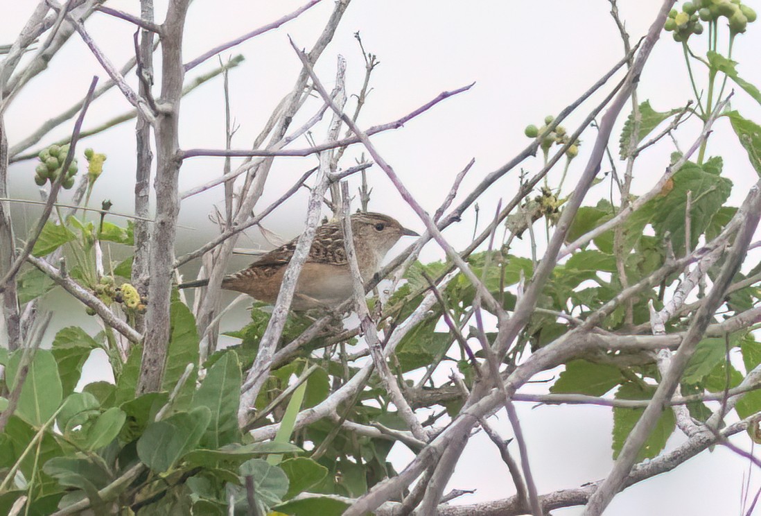 Sedge Wren - Jimmy McMorran