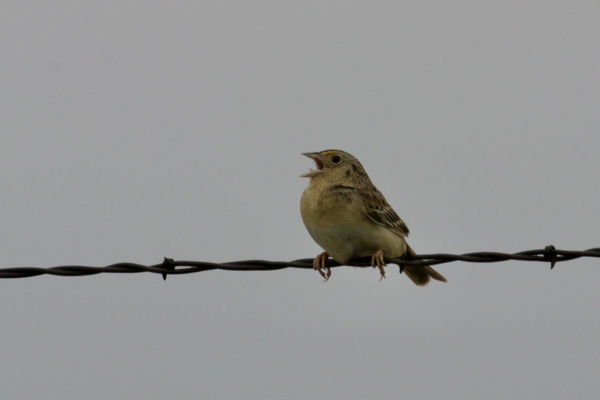 Grasshopper Sparrow - ML618467148