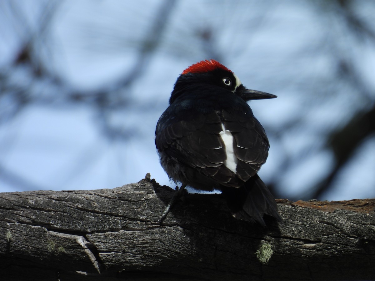 Acorn Woodpecker - Tonie Hansen