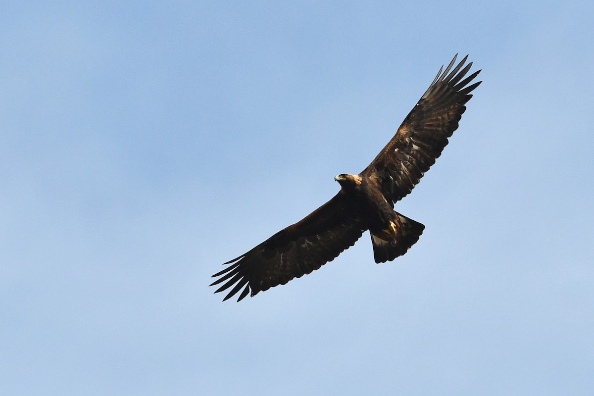 Golden Eagle - ML618467157