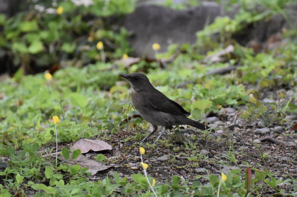 Black-billed Thrush (Amazonian) - ML618467167