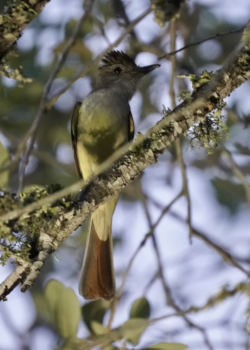 Brown-crested Flycatcher - ML618467171