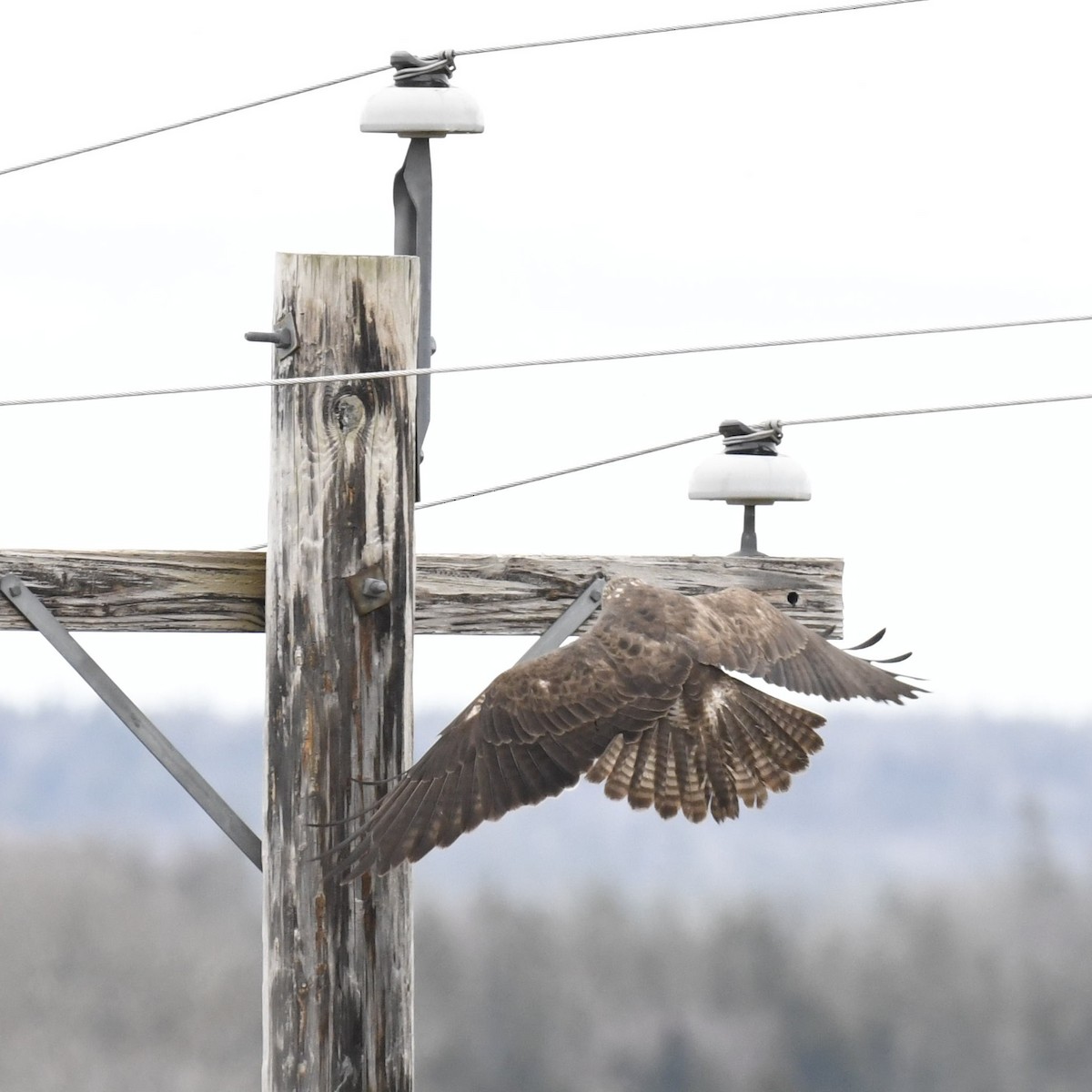 Swainson's Hawk - ML618467178