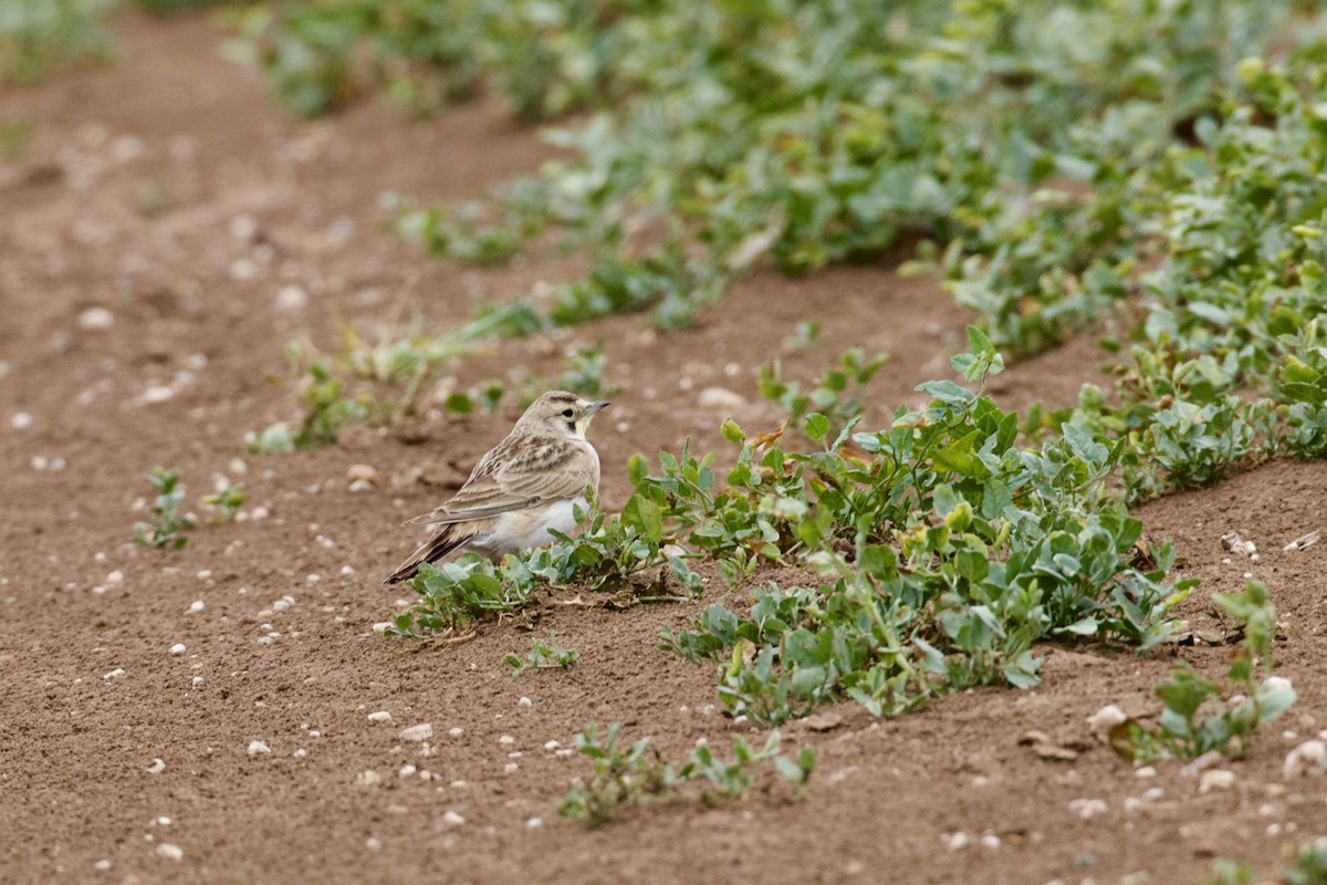 Horned Lark - Dan  Sandri