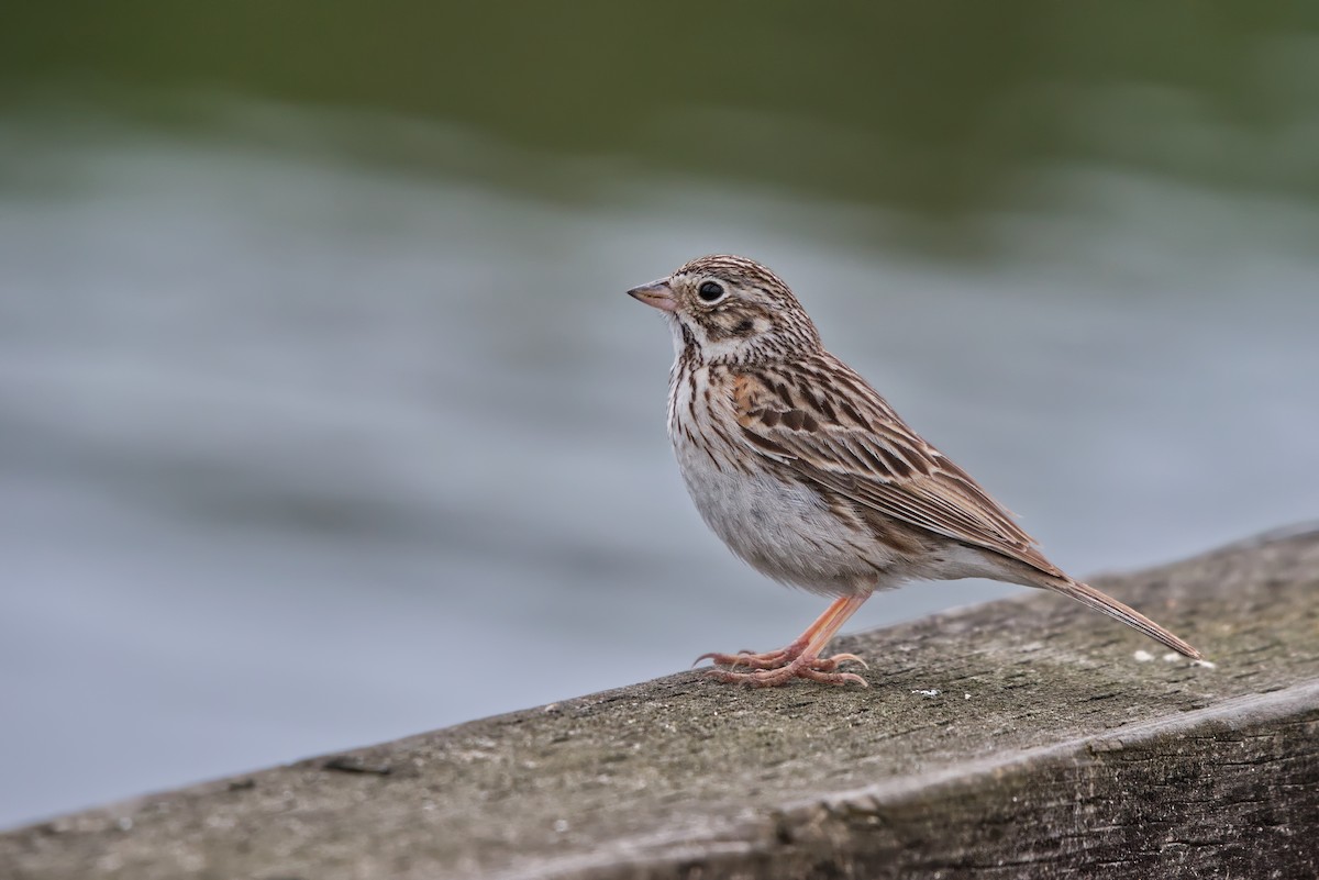 Vesper Sparrow - Heikel B
