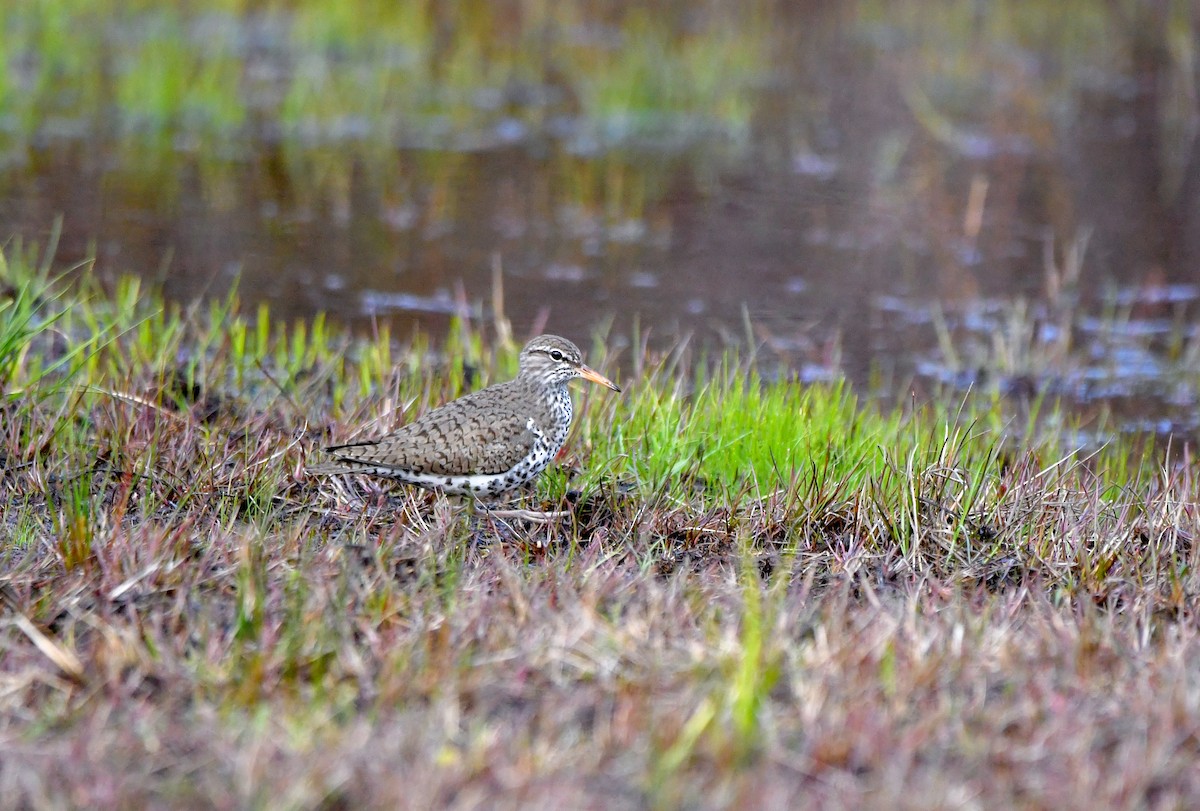 Spotted Sandpiper - ML618467213