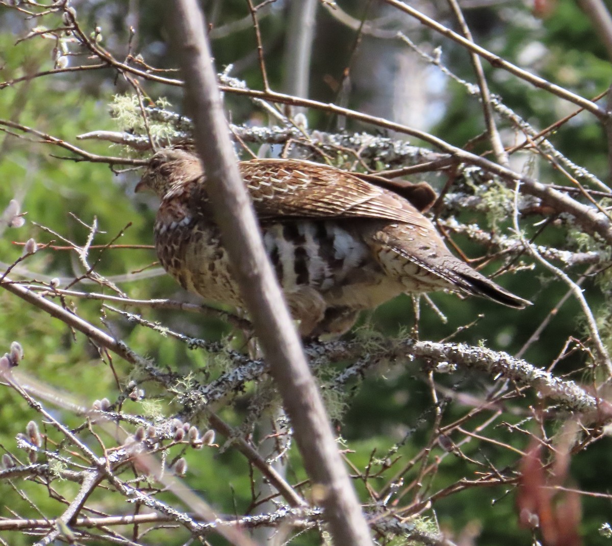 Ruffed Grouse - ML618467216