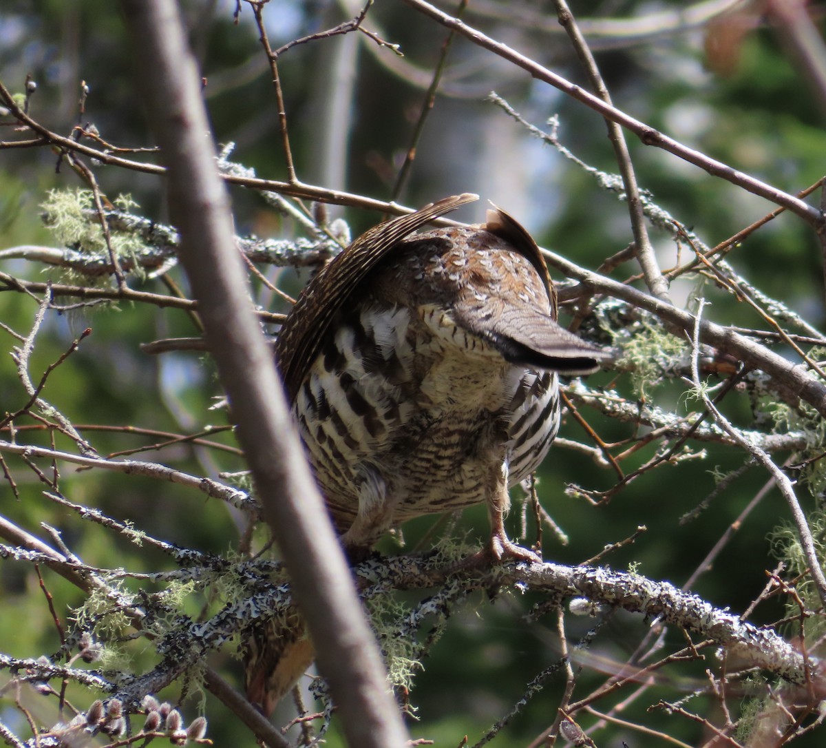 Ruffed Grouse - ML618467219