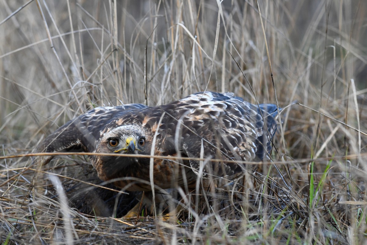 Red-tailed Hawk (calurus/alascensis) - David M. Bell