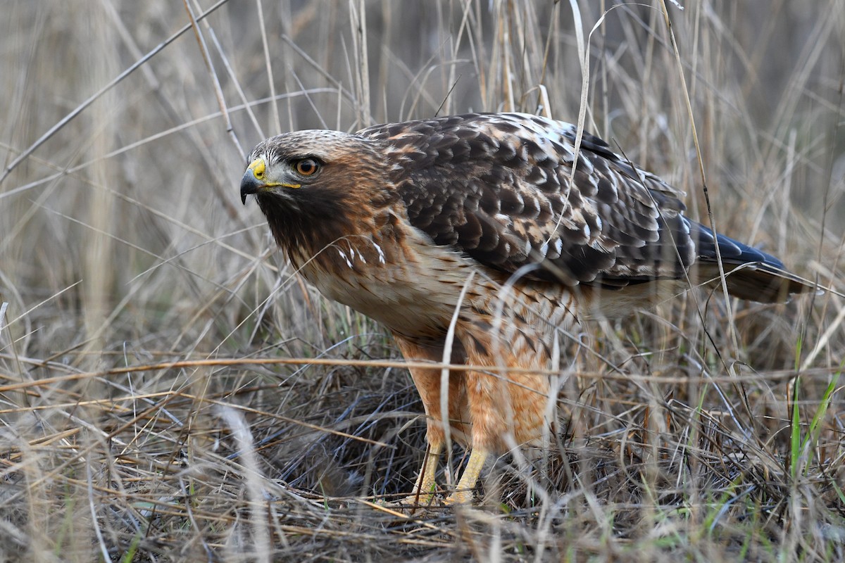 Red-tailed Hawk (calurus/alascensis) - David M. Bell