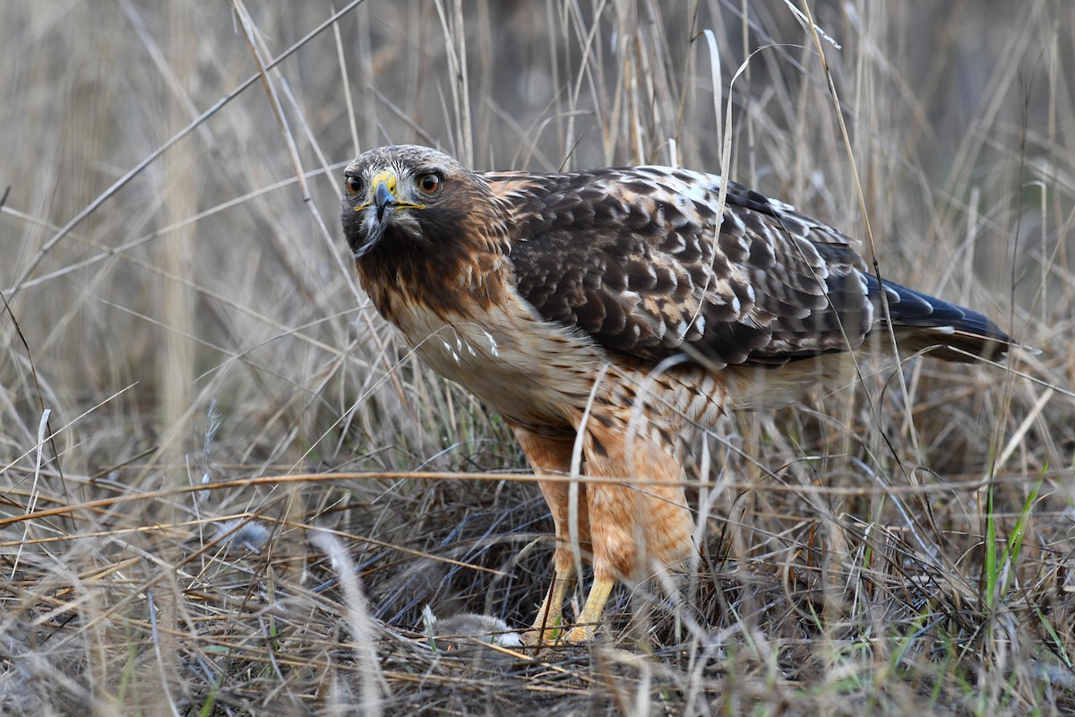 Red-tailed Hawk (calurus/alascensis) - ML618467232