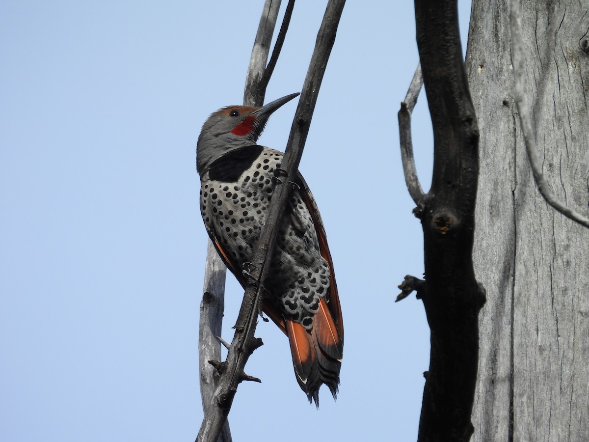 Northern Flicker - ML618467242