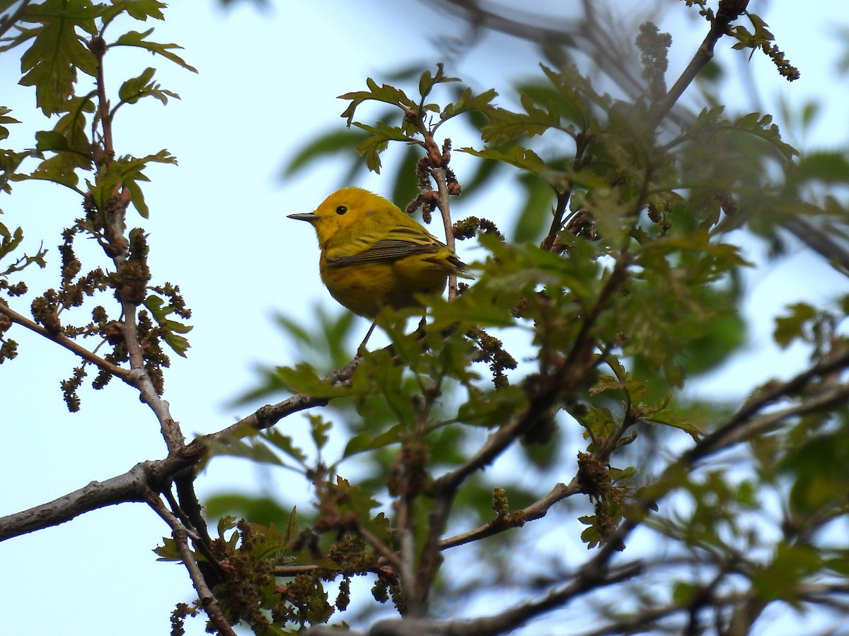 Yellow Warbler - ML618467255