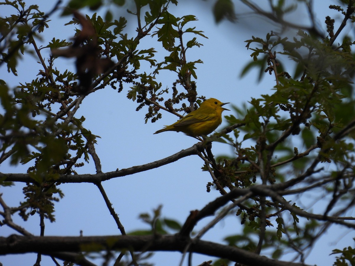 Yellow Warbler - ML618467256