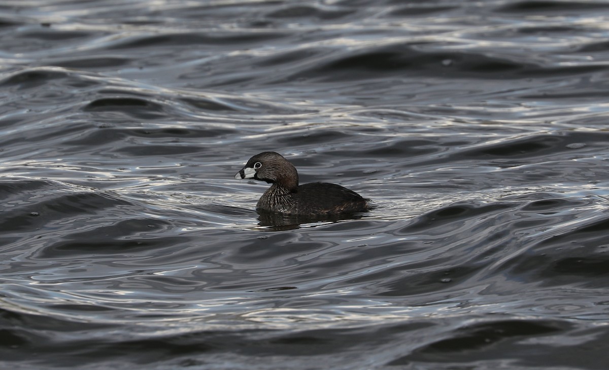 Pied-billed Grebe - ML618467259