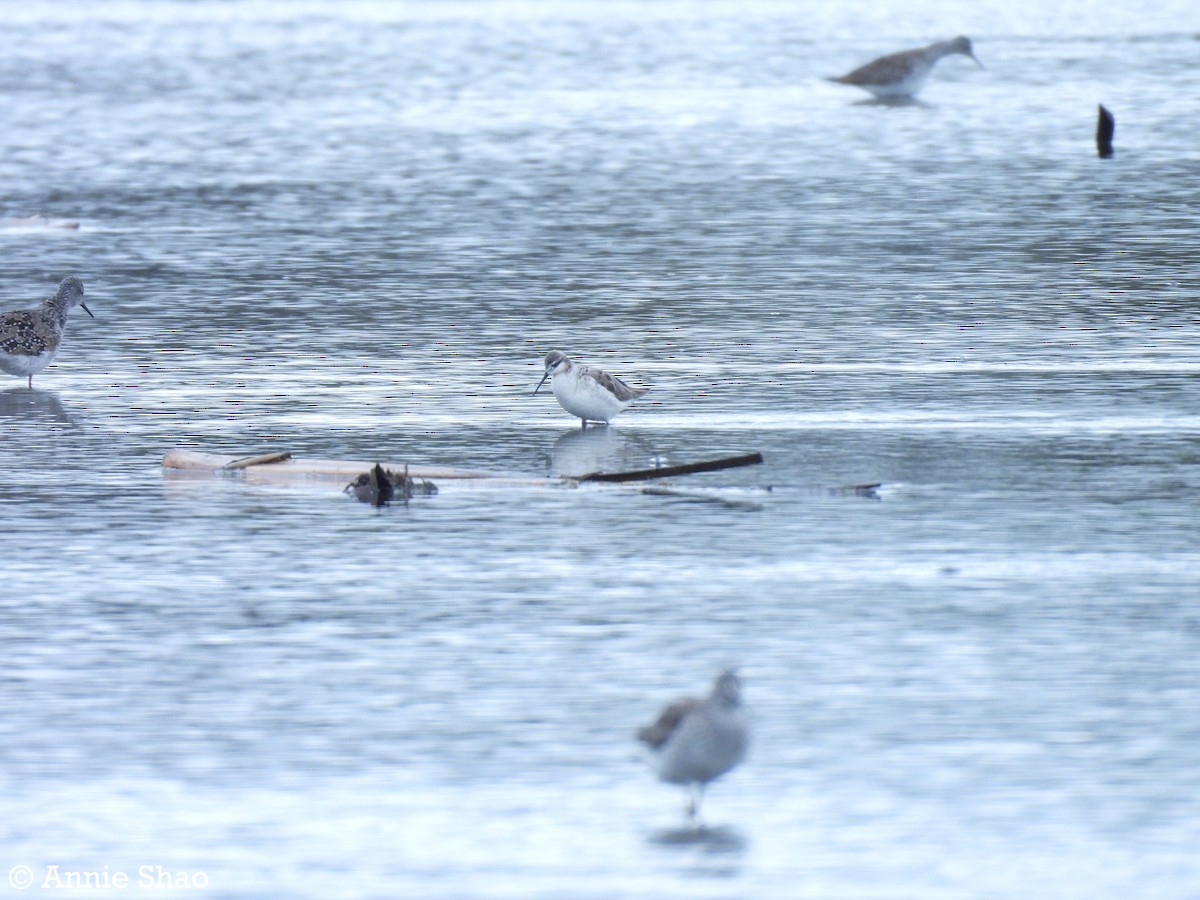 Wilson's Phalarope - ML618467264