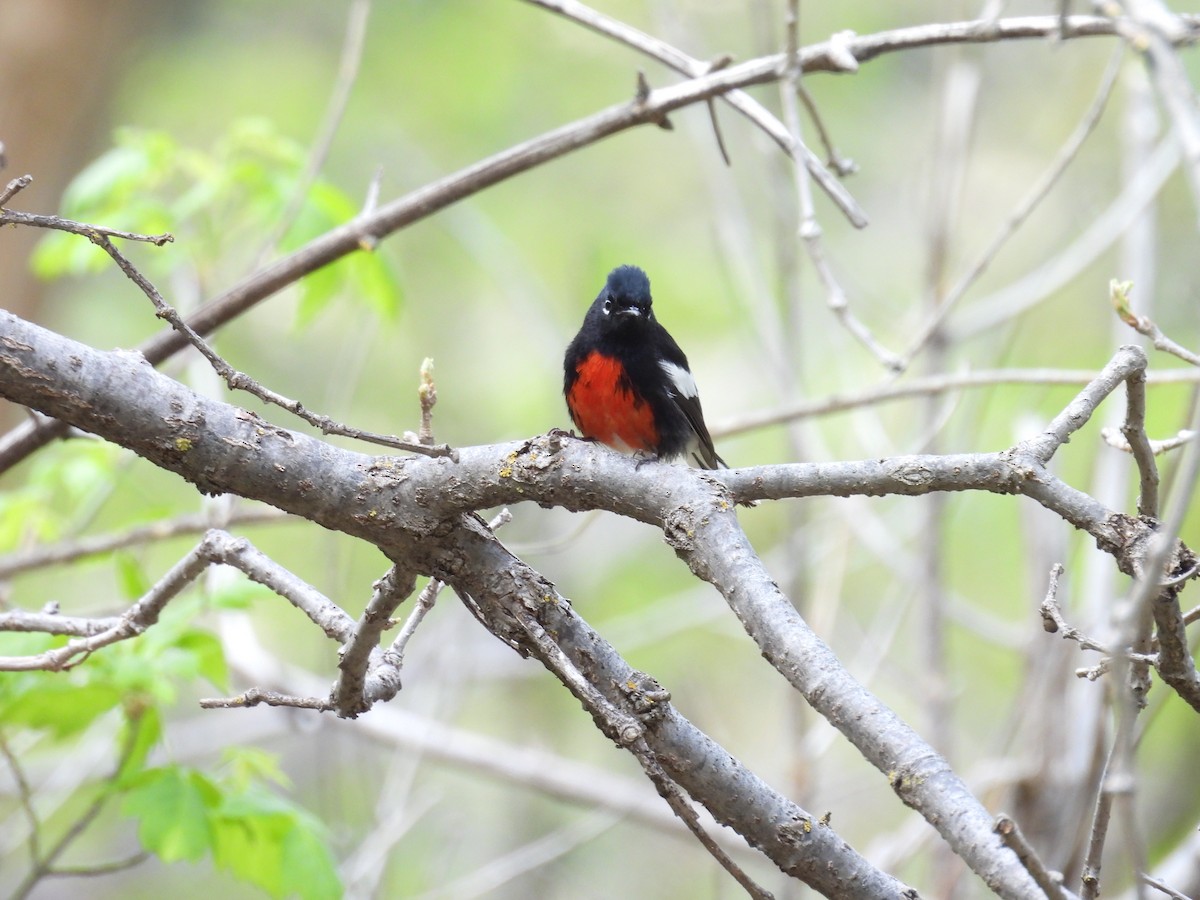 Painted Redstart - ML618467274