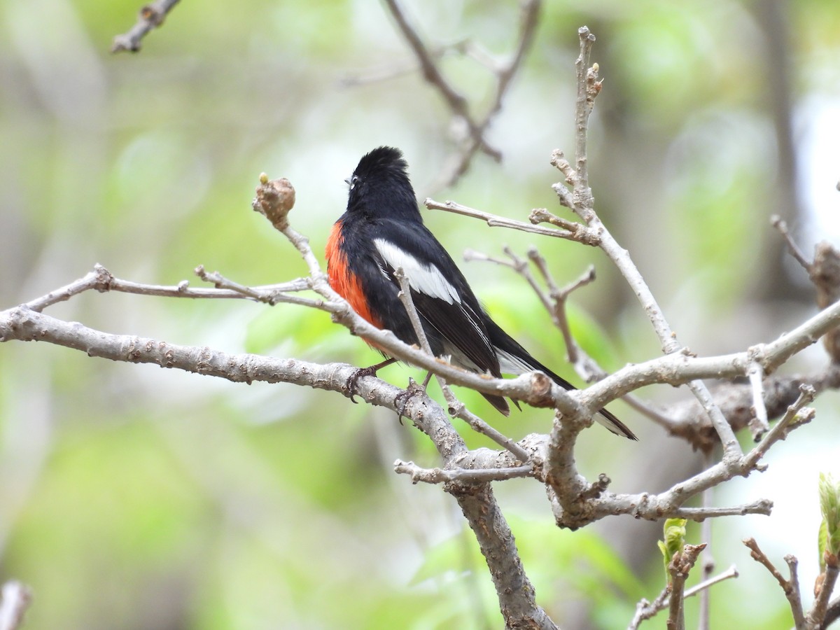 Painted Redstart - ML618467277