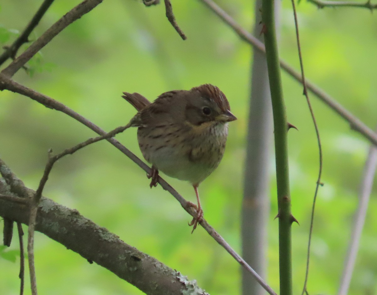 Lincoln's Sparrow - ML618467298