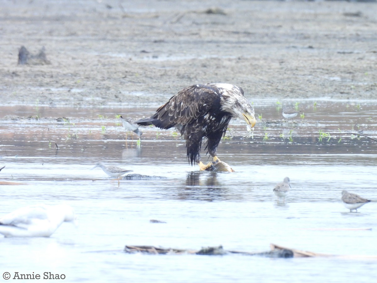 Bald Eagle - ML618467303