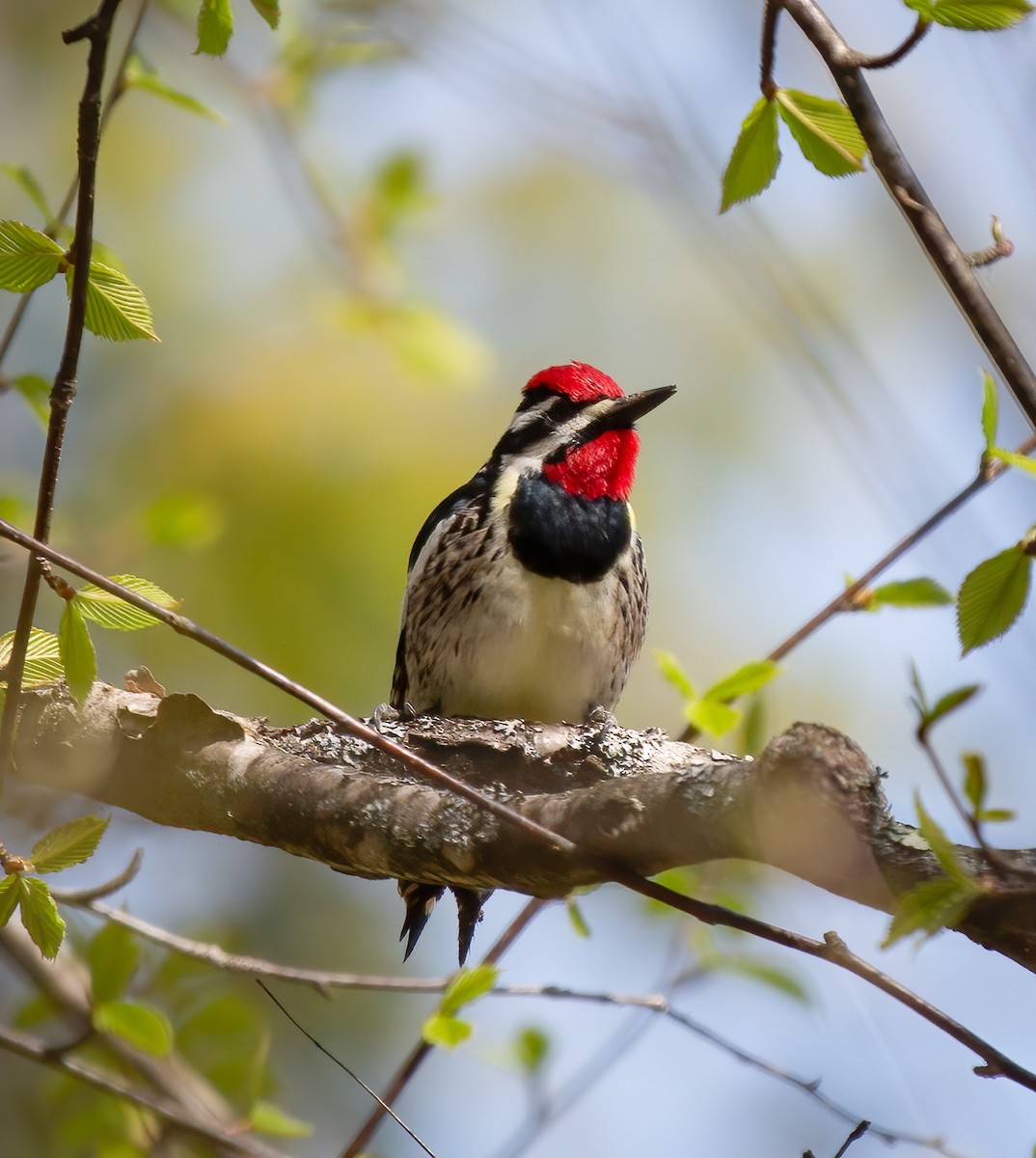 Yellow-bellied Sapsucker - ML618467305