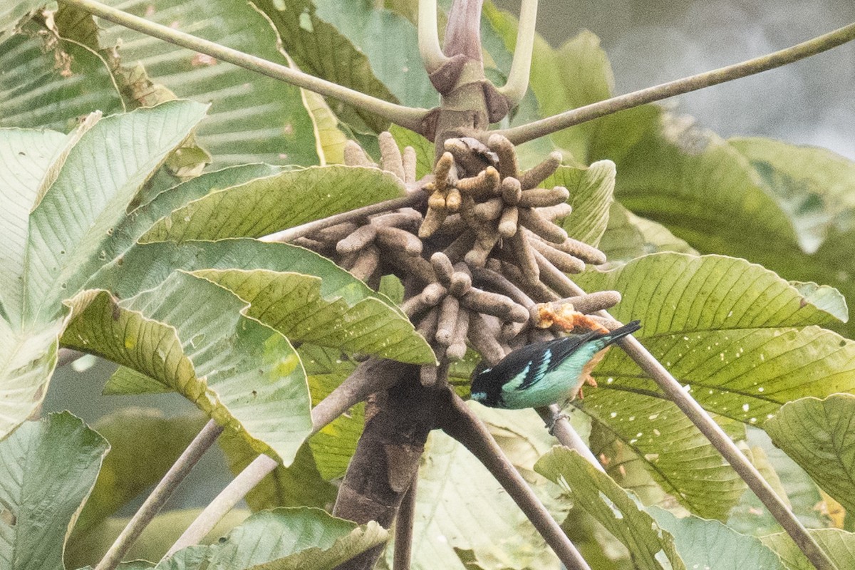 Blue-browed Tanager - ML618467315