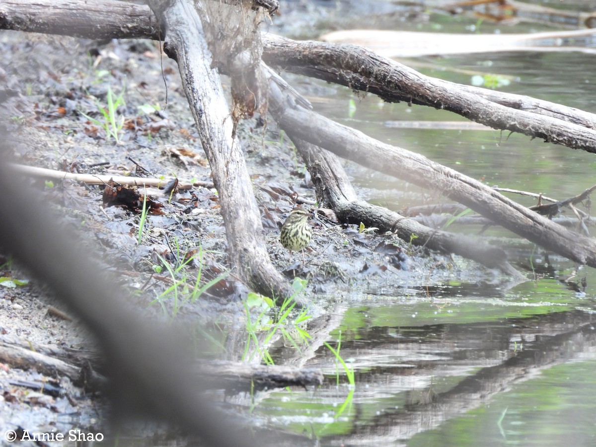 Northern Waterthrush - Annie Shao