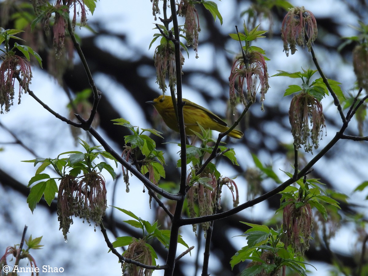 Yellow Warbler - Annie Shao