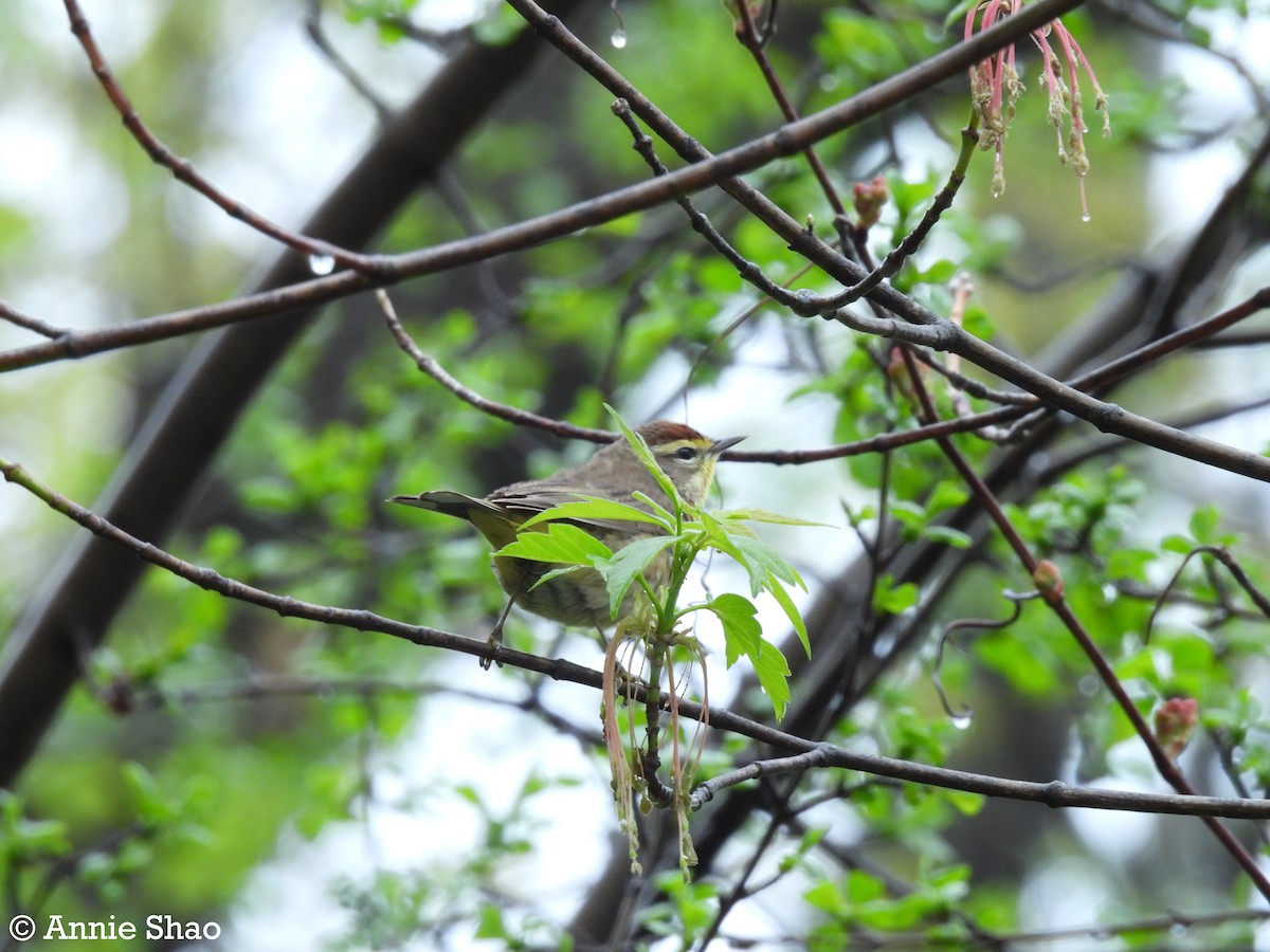 Palm Warbler - ML618467350