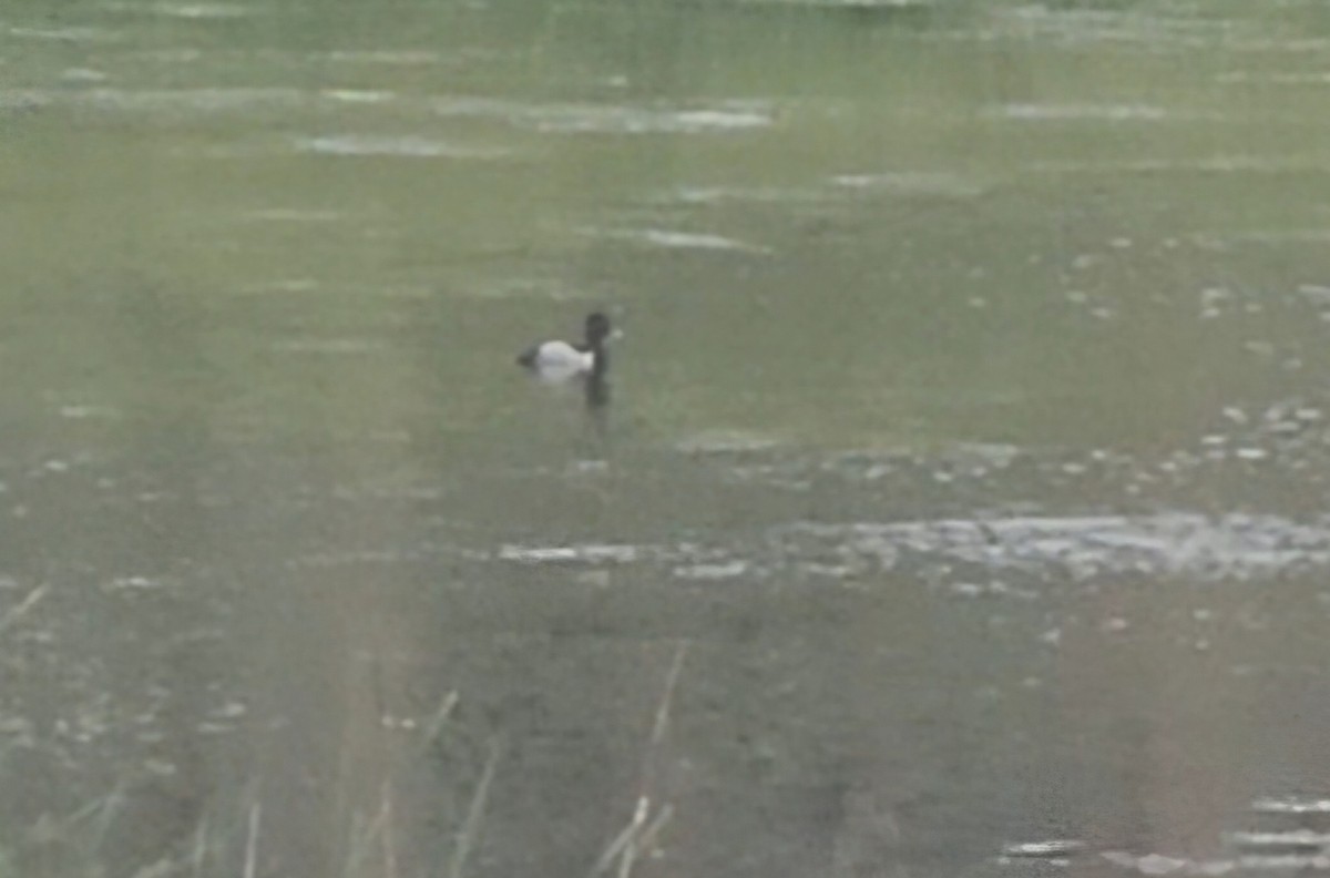 Ring-necked Duck - ML618467368