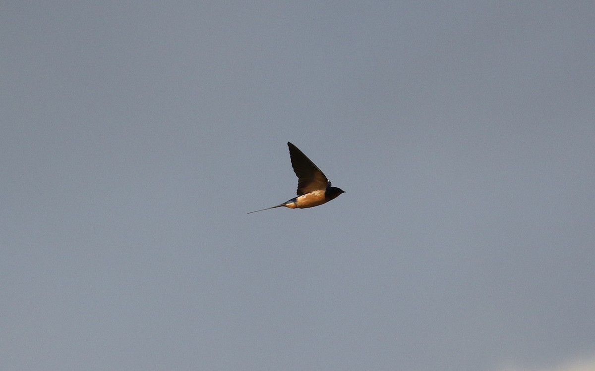 Barn Swallow - ML618467391