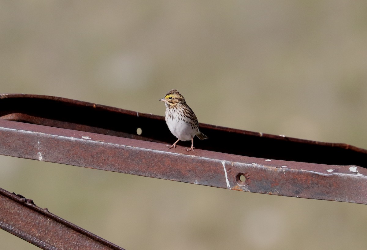 Savannah Sparrow - ML618467419