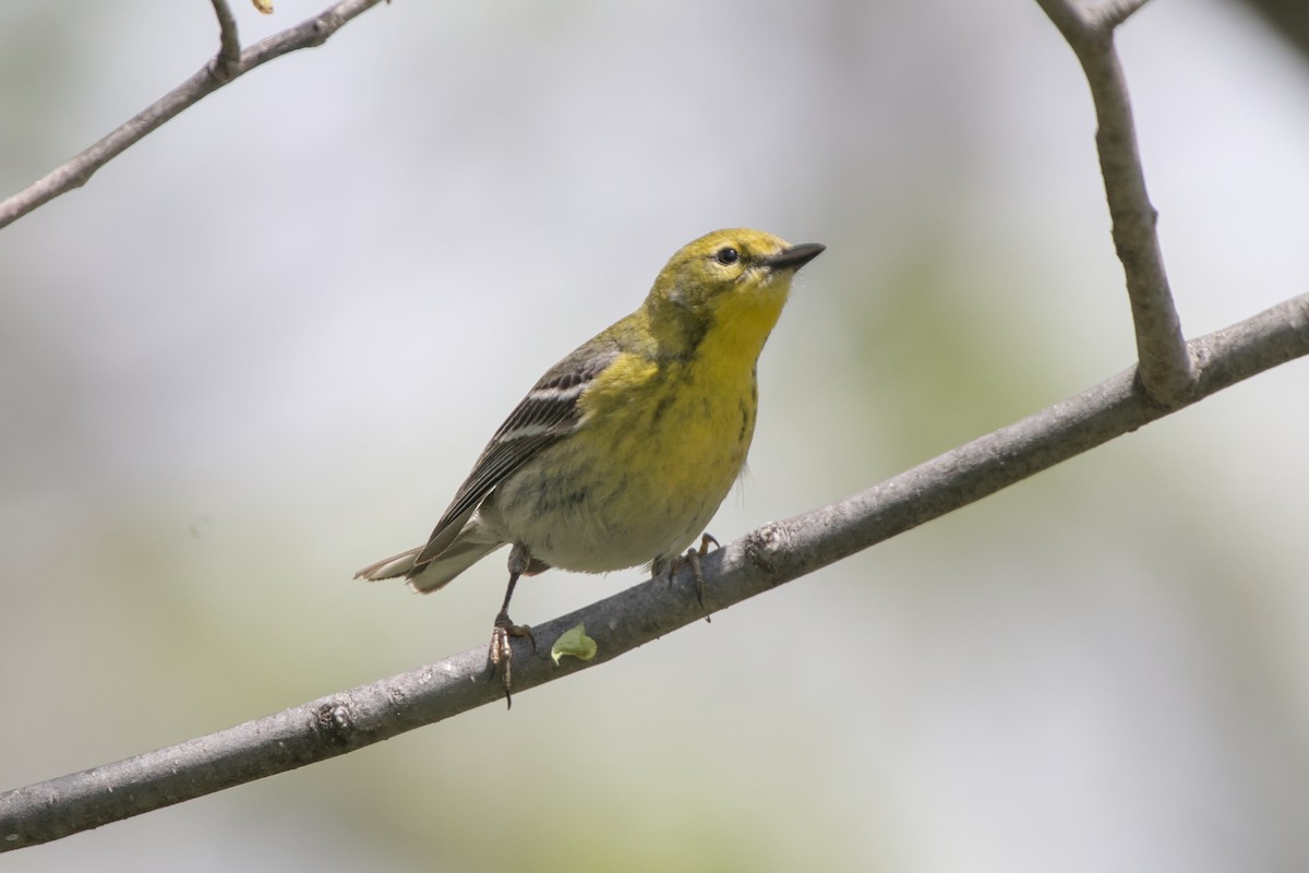 Pine Warbler - ML618467425