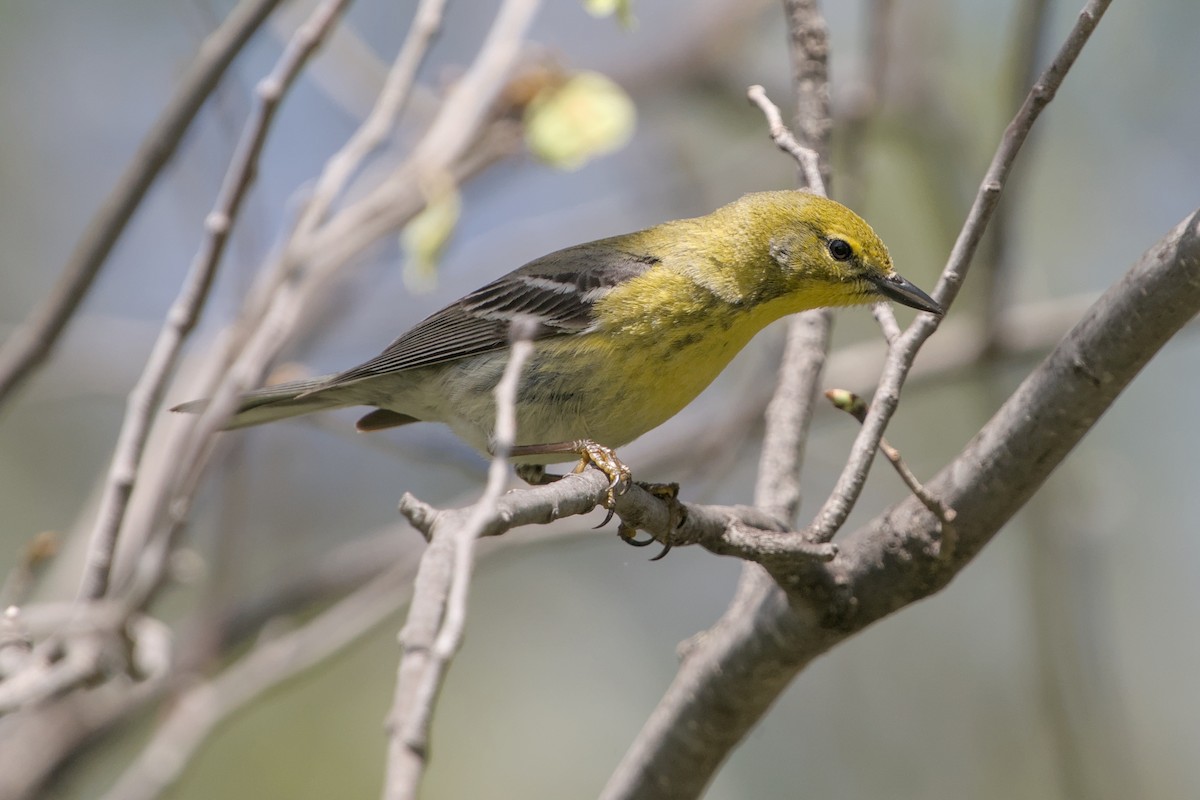 Pine Warbler - Dana Siefer