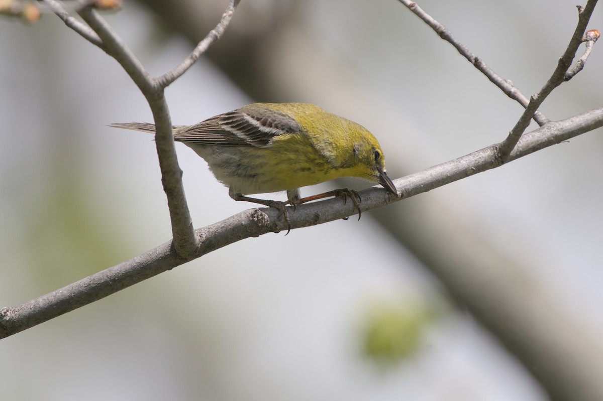 Pine Warbler - ML618467427