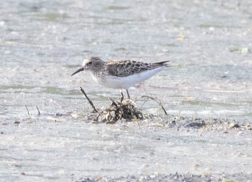 Least Sandpiper - Chris George