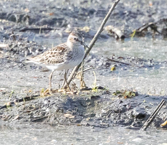 Least Sandpiper - ML618467451