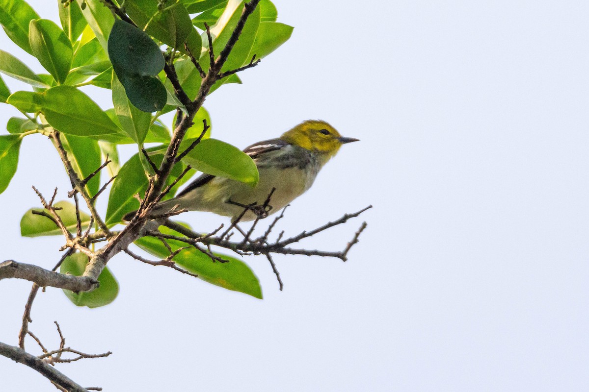 Black-throated Green Warbler - Terry Woodward