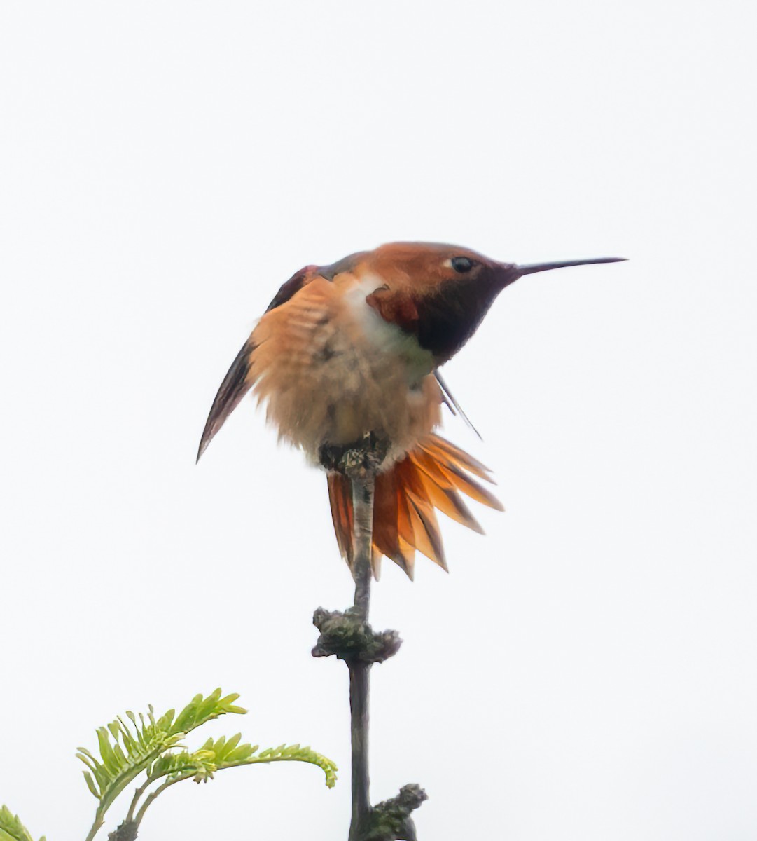 Allen's Hummingbird - Mary-Rose Hoang