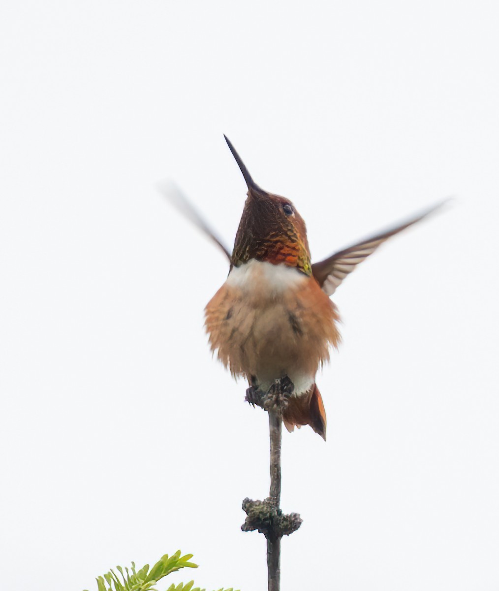 Colibrí de Allen - ML618467471